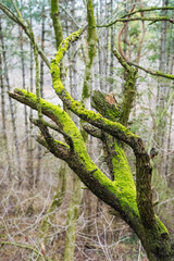 Bare branches covered in moss in winter