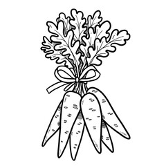 Bunch of ripe carrots tied with a ribbon linear drawing on white background