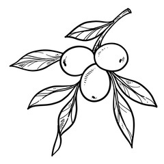 Olive  buds and leaves on branch linear drawing on white background