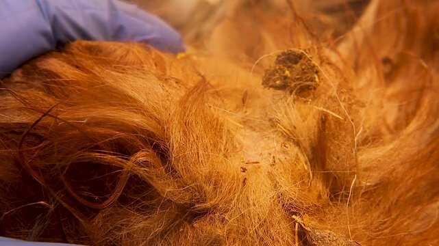 Veterinarian carefully checks stray dog fur for fleas during a medical exam, highlighting veterinary medicine, parasite control, animal welfare, hygiene, public health. ideal for awareness media. Vet