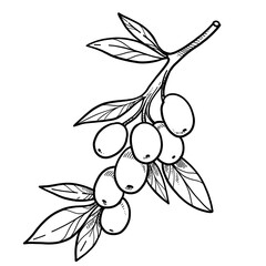 Olive tree branch with buds and leaves linear drawing on white background