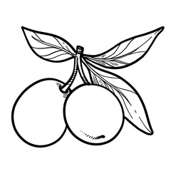 Olive two buds and leaves linear drawing on white background