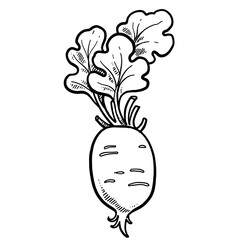 Ripe juicy radish root with tops linear drawing on white background