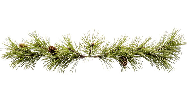 Green pine branch with pinecones on black background evergreen coniferous