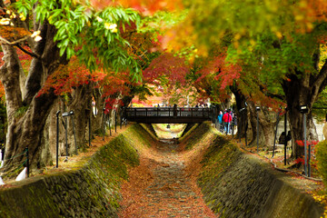 Maple corridor and wooden bridge. The tunnel of autumn leaves trees at Momiji Kairo, Kawaguchiko lakeMaple corridor and wooden bridge. 
