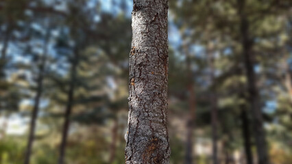 (Close-up of Cedar Tree Trunk with Rough Bark Texture on Sunny Forest Background)