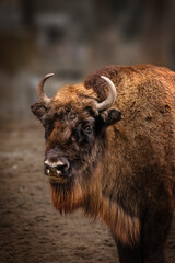 European bison in the foreground with a blurred background and an intense gaze