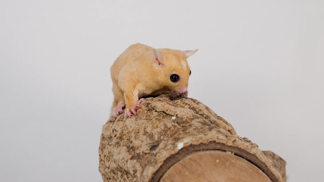 Sugar glider eating mealworm on log in studio
