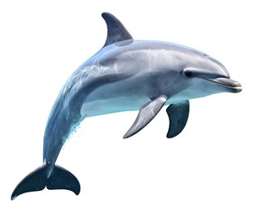 Obraz premium A sleek, leaping marine mammal isolated on white