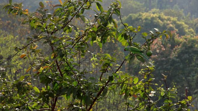 Rose ringed parakeet feeding on guava. A natural wildlife video showing a rose ringed parakeet feeding on ripe guava while perched on a tree branch during winter in Himachal Pradesh, India.