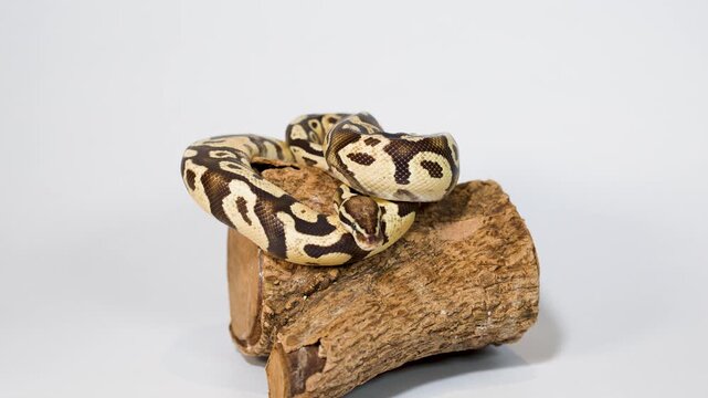 Ball python slowly moving on wooden log in studio