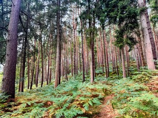 Pine trees with ferns below