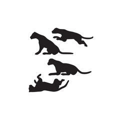 Snow Leopard Walking