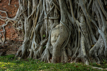 Obraz premium Famous Buddha head in bodhi tree roots in Wat Mahathat, Ayutthaya historical park.