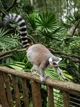 Close-up of a lemur catta walking on wooden fence in the Singapore Zoo. 