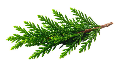 A close-up view of a vibrant green evergreen branch with needle-like leaves against a clean black background