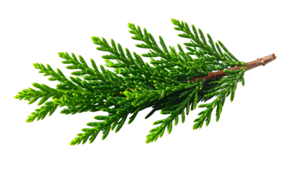 A close-up view of a vibrant green evergreen branch with needle-like leaves against a clean black background