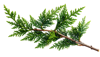 A close-up illustration of a coniferous branch with vibrant green foliage and a brown, textured stem against black