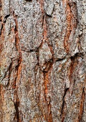Close up of tree bark