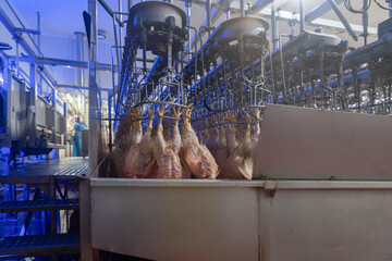 Chicken hanging on coveyor after slaughtering under Halal standard.