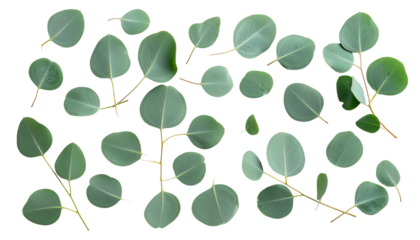 A flat-lay arrangement of fresh, round, bluish-green leaves with visible stems against a solid black backdrop. The leaves have delicate veins