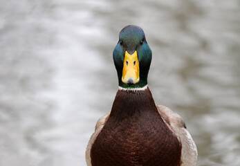 Close-up portrait of a male wild duck against a river water on an overcast day. Selective soft focus.