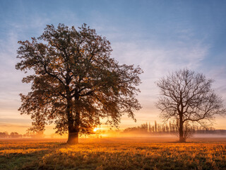 Oak Trees in Meadow at Sunrise in Autumn, Sunbeams breaking through Morning Fog