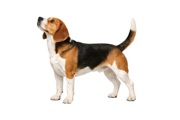 Beagle dog standing in side profile with head raised, showing a classic tricolor coat, floppy ears, and an alert, friendly posture. Isolated on a clean white background, ideal for pet, loyalty