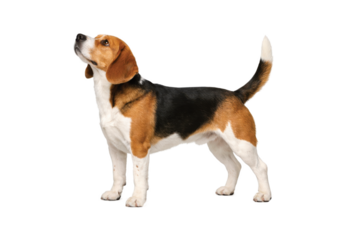Beagle dog standing in side profile with head raised, showing a classic tricolor coat, floppy ears, and an alert, friendly posture. Isolated on a clean white background, ideal for pet, loyalty
