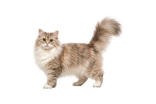 Long-haired domestic cat standing gracefully, full body side view with fluffy tail raised. Elegant feline with soft beige and cream fur, expressive eyes, and calm alert posture. Isolated on a clean 