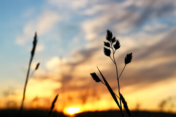 A misty sunrise over a meadow with multicolored clouds in the sky. Picturesque rural landscape, foggy morning. Color in nature. Beauty in the world