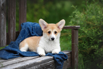 Cute little welsh corgi pembroke puppy in nature © adyafoto