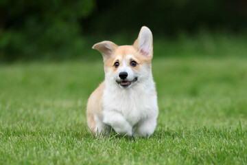 Cute little welsh corgi pembroke puppy in nature © adyafoto