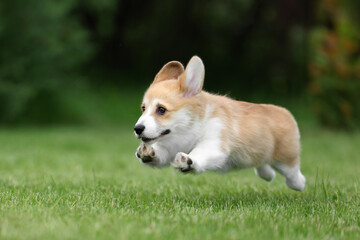 Cute little welsh corgi pembroke puppy in nature © adyafoto