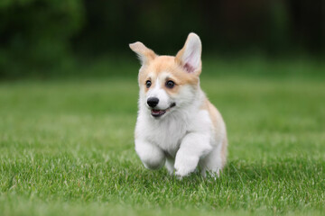 Cute little welsh corgi pembroke puppy in nature © adyafoto