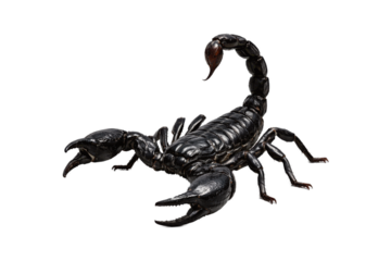 Black scorpion in a defensive pose with raised tail and open pincers, isolated on a white background. Detailed arthropod body, glossy exoskeleton, and dramatic silhouette representing danger, venom,