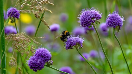 Fototapeta premium Bumblebee Flying Near Light Purple Flowers and Green Field.