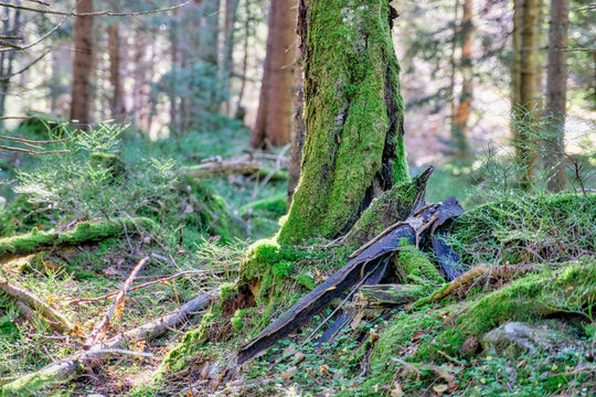 View of a moss-covered tree trunk with a dark, charred piece of wood resting on the lush green forest floor, Nizke Tatry, Banskobystricky kraj, Slovakia.