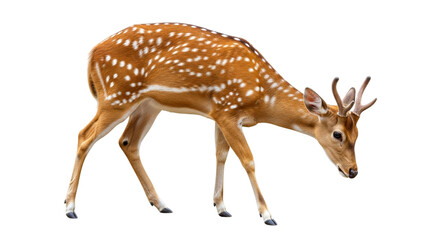 Deer isolated on a transparent background