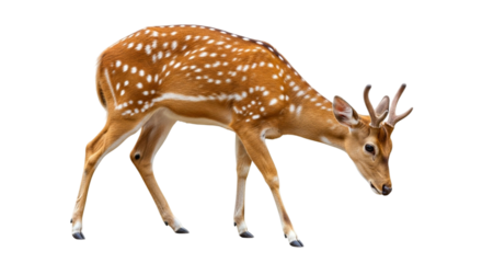 Deer isolated on a transparent background