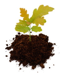 Small oak tree sapling in soil isolated on white