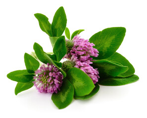 Pink clover flowers with green leaves isolated on white