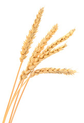 Bunch of golden wheat ears isolated on white background