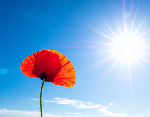 Red poppy flower against blue sky