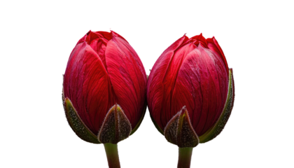 Two vibrant red flower buds on a black background, showing detail