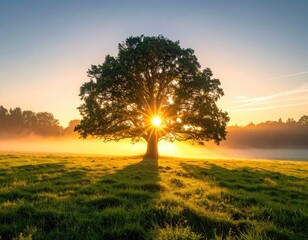 A majestic oak tree stands solitary in a grassy field as the sun bursts through its branches during a golden sunrise.