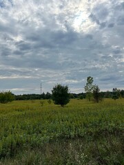 Wild Meadow Landscape Under Dramatic Cloudy Sky.
Open meadow with wild plants and trees beneath a dramatic cloudy sky, natural rural landscape.