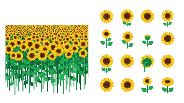 A vibrant display of sunflowers field and individual flower arrangements