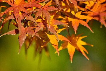 Autumn Colorful Leaves