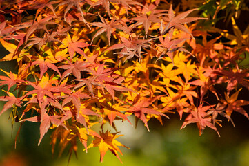Autumn Colorful Leaves